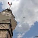 Martı Kanadı